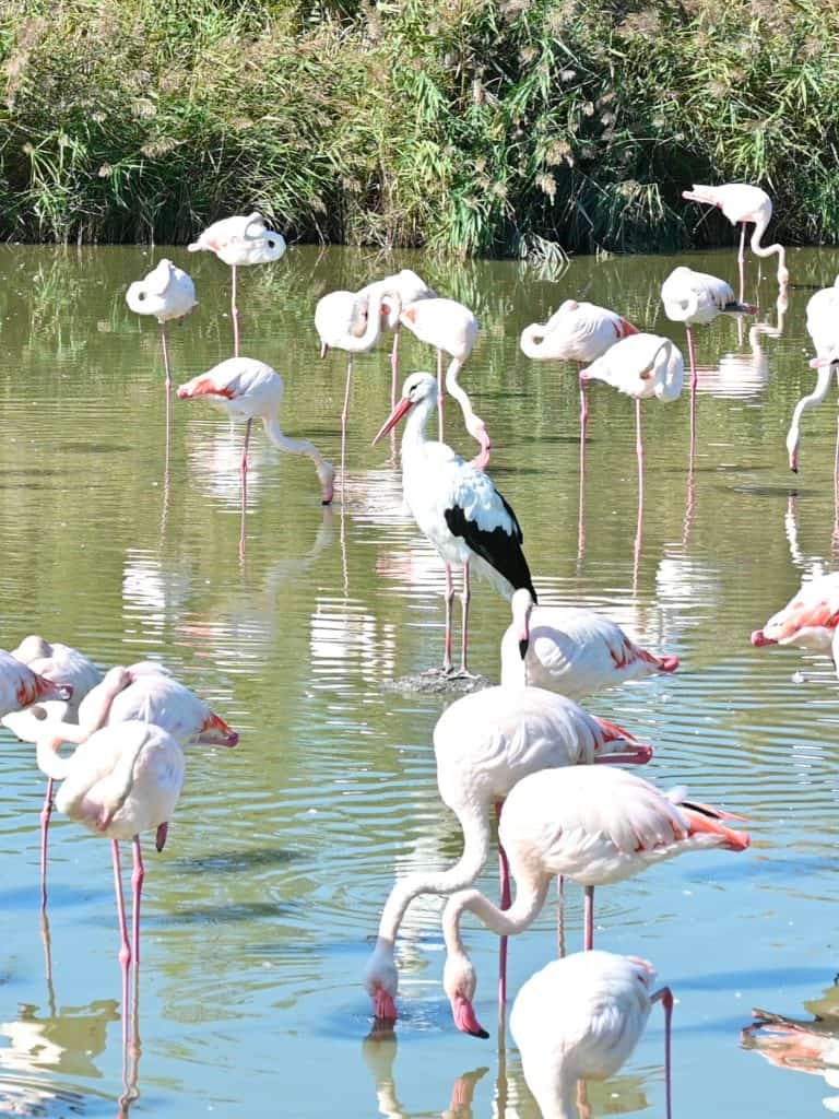 Swans at Parc Ornithologique, Camargue National Park