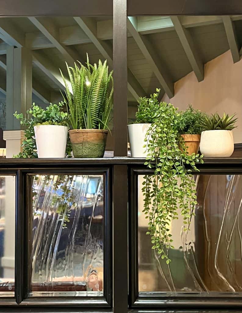 Plants on black window frame