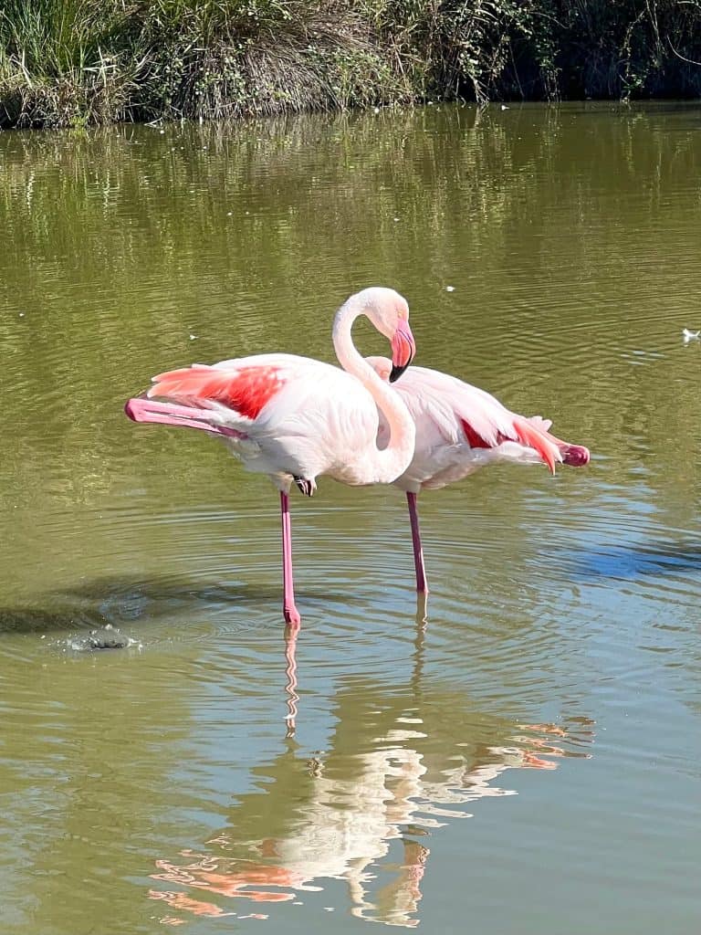 Pink Swans at Parc Ornithologique, Camargue National Park