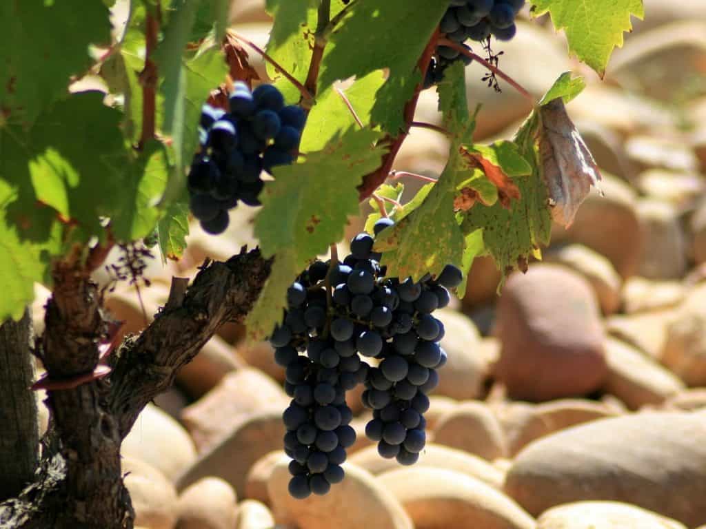 Châtauneuf-du-Pape red grapes with pebble terroir