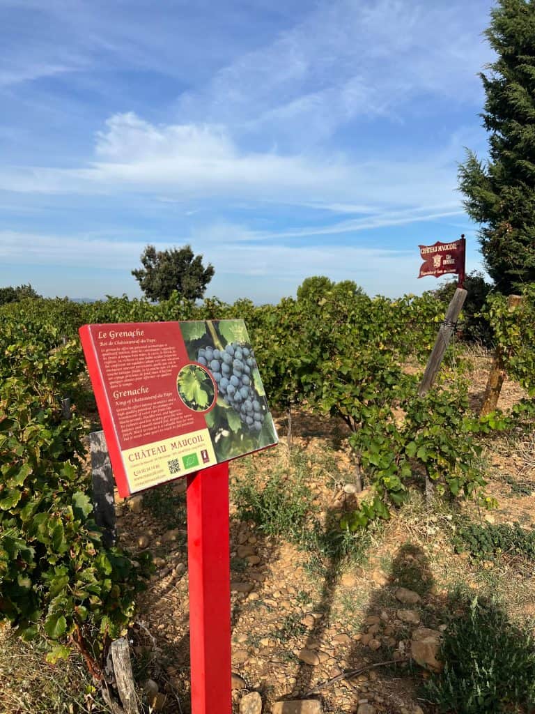 Grenache grapes at Châteauneuf-du-Pape castle