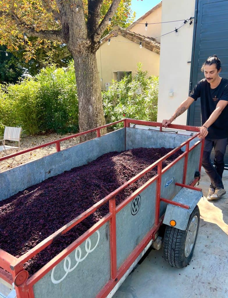 Red grapes after harvesting at Domaine de l'odylee