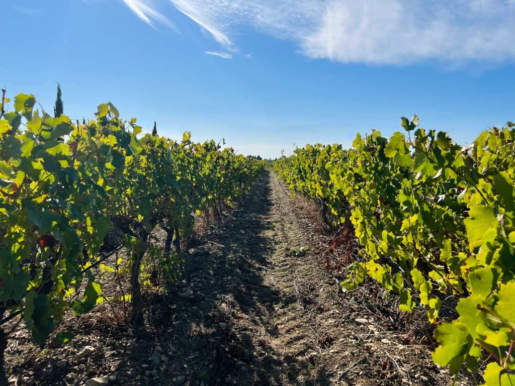 Wineries in Châteauneuf-du-Pape: vineyards and soil at Domaine de l'odylee