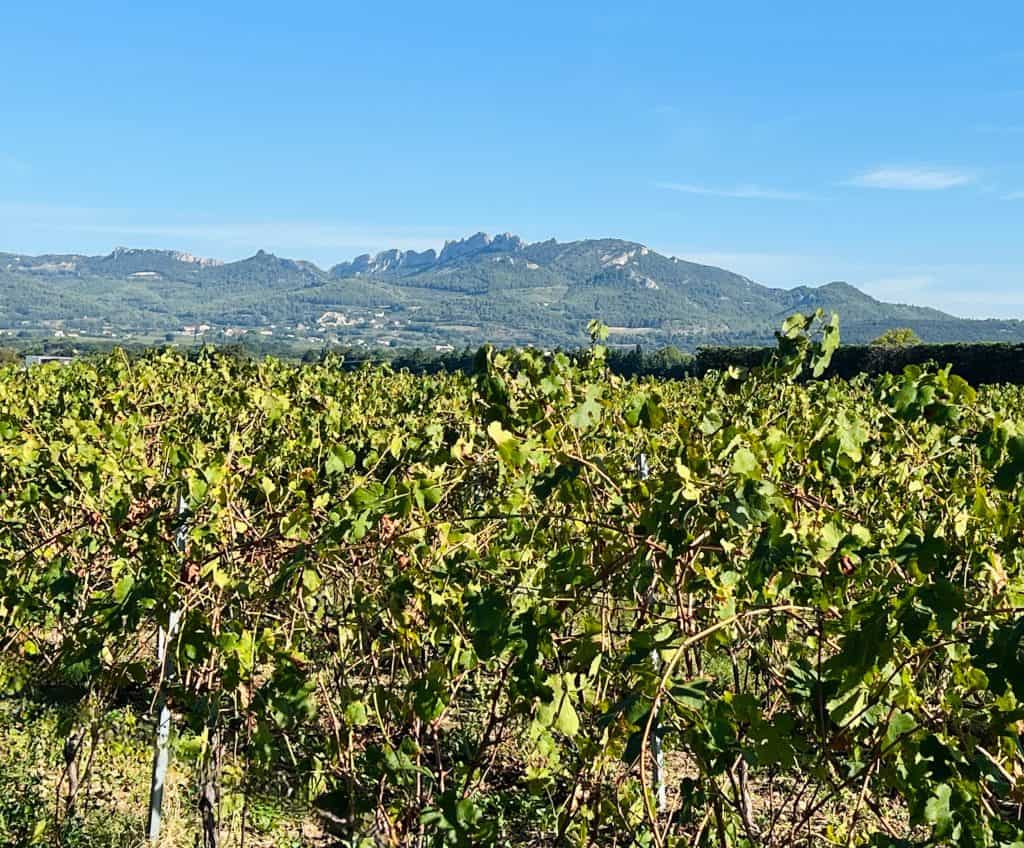 Wineries in Châteauneuf-du-Pape: Domaine L'Odylee with mountains in background