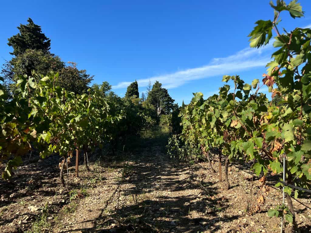 Vineyard near Bonnieux