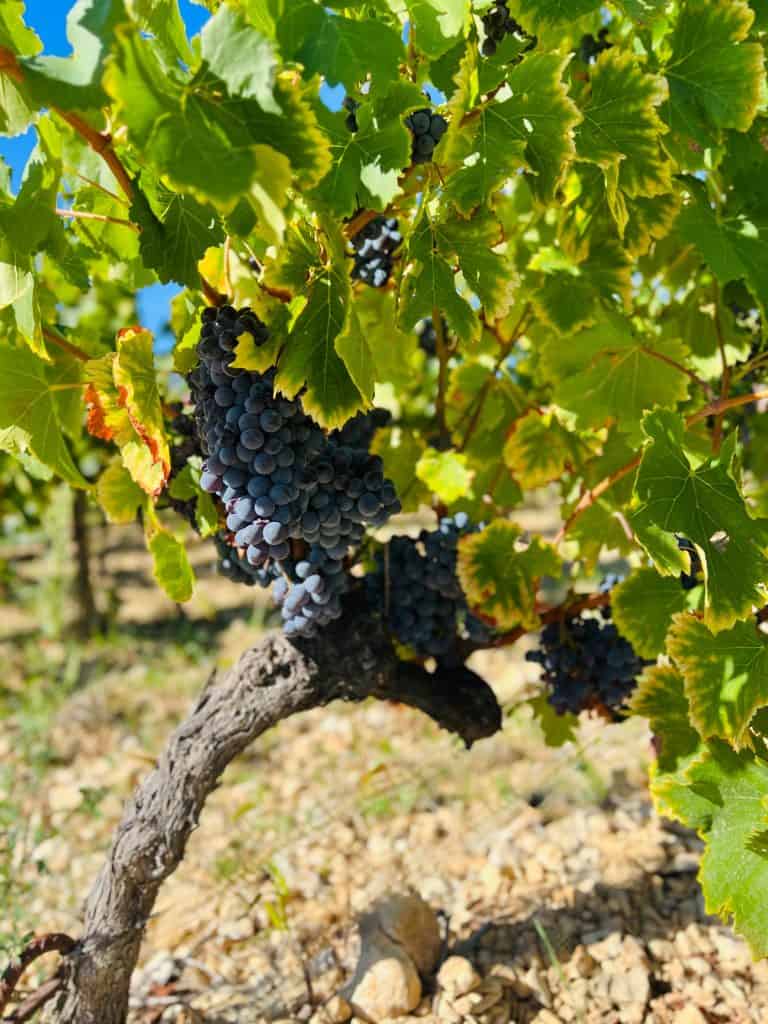 Wineries in Châteauneuf-du-Pape: red grapes o vine