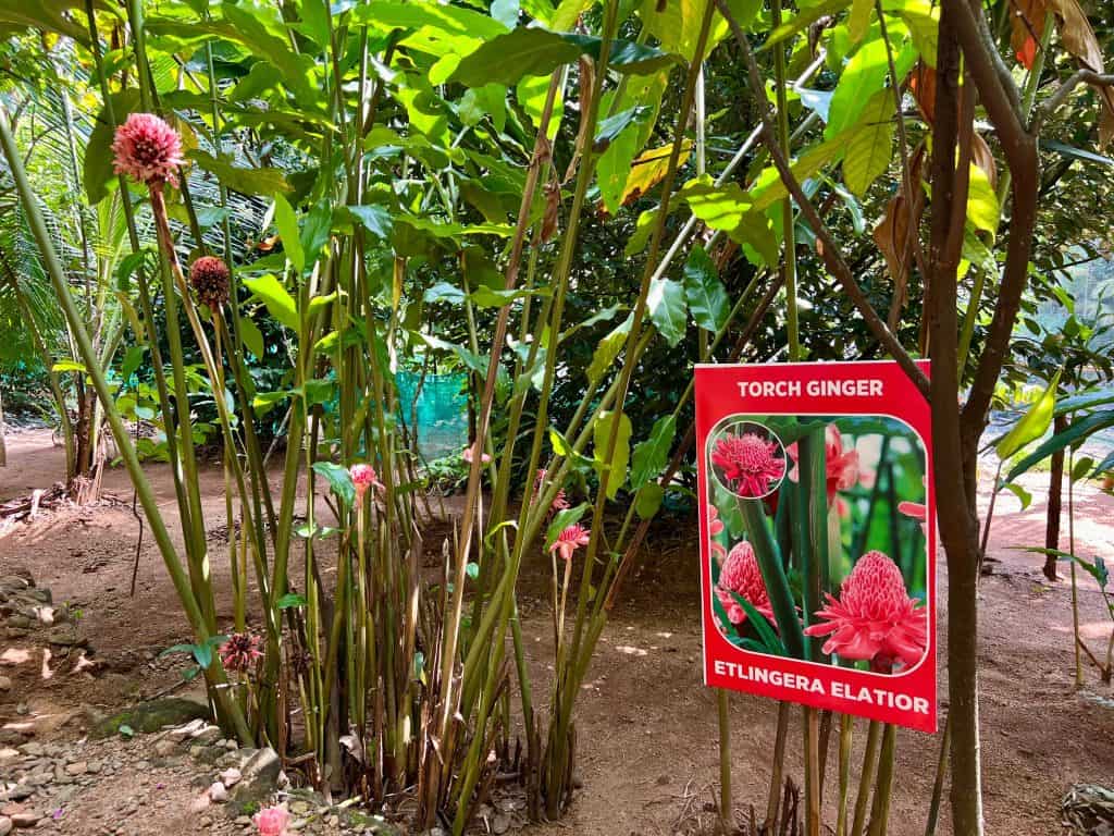 Ayurvedic Farm with Ginger flowering plant