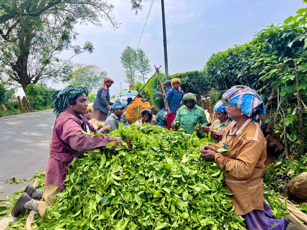 10 day Kerala itinerary: Ladies sorting tea leaves on road side in Munnar
