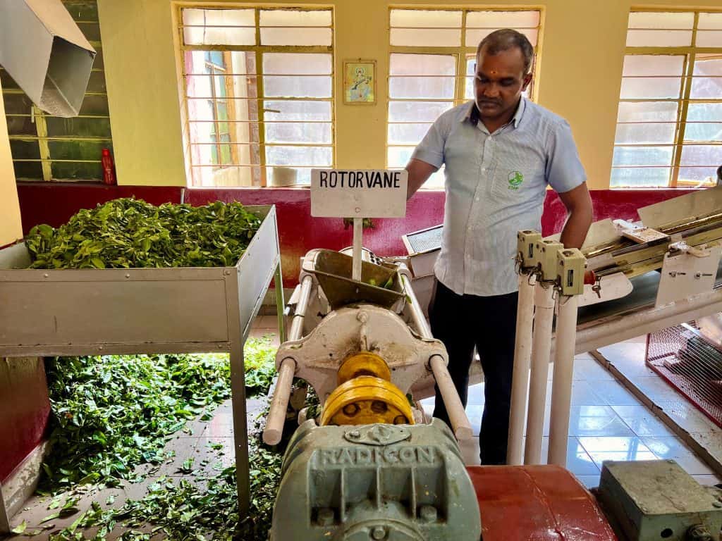 Munnar tea museum with man showing us the tea leaf sorting process