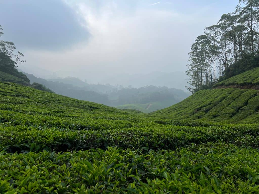 Eco-friendly hotels in Kerala: Nature Zone Jungle Resort surrounding tea plantations