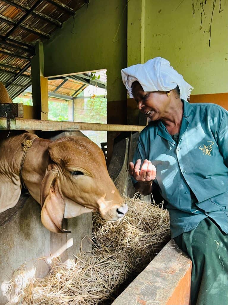 Calve with carer at Greenwoods farm, Thekkady