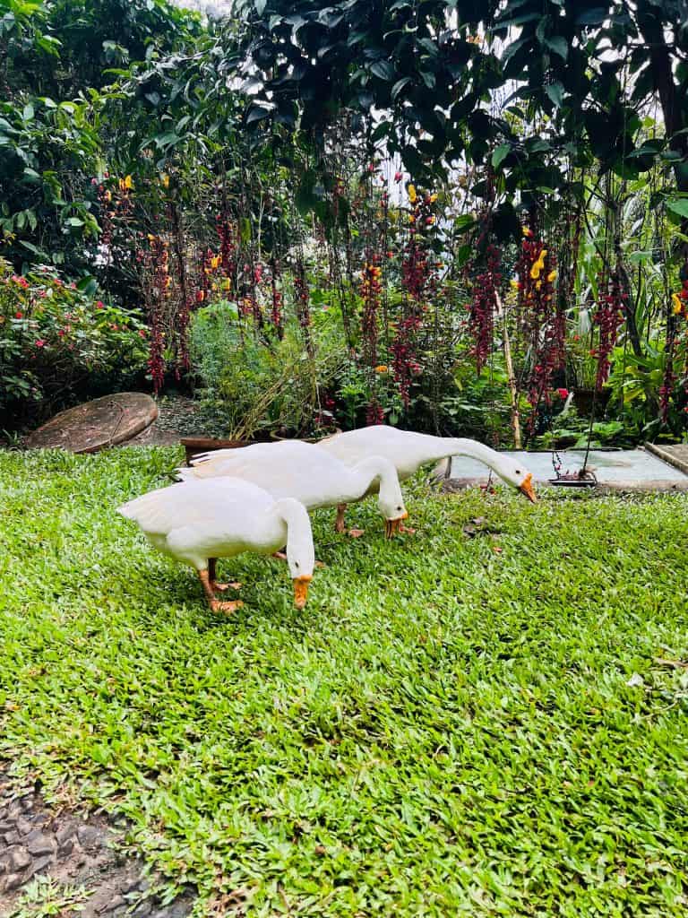 White geese at Greenwoods Resort, Thekkady