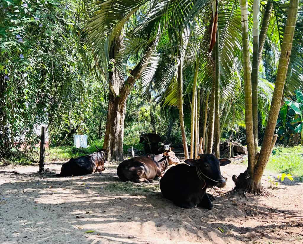 Eco-friendly hotels in Kerala black cows at Abad Turtle Beach