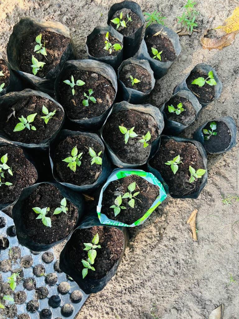 Eco-friendly hotels in Kerala plants and seedlings at Abad Turtle Beach