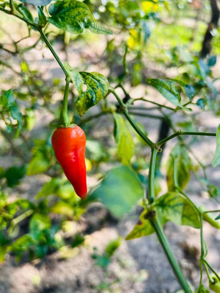 Chiili plant in gardens at Abad Turtle Beach, Marari