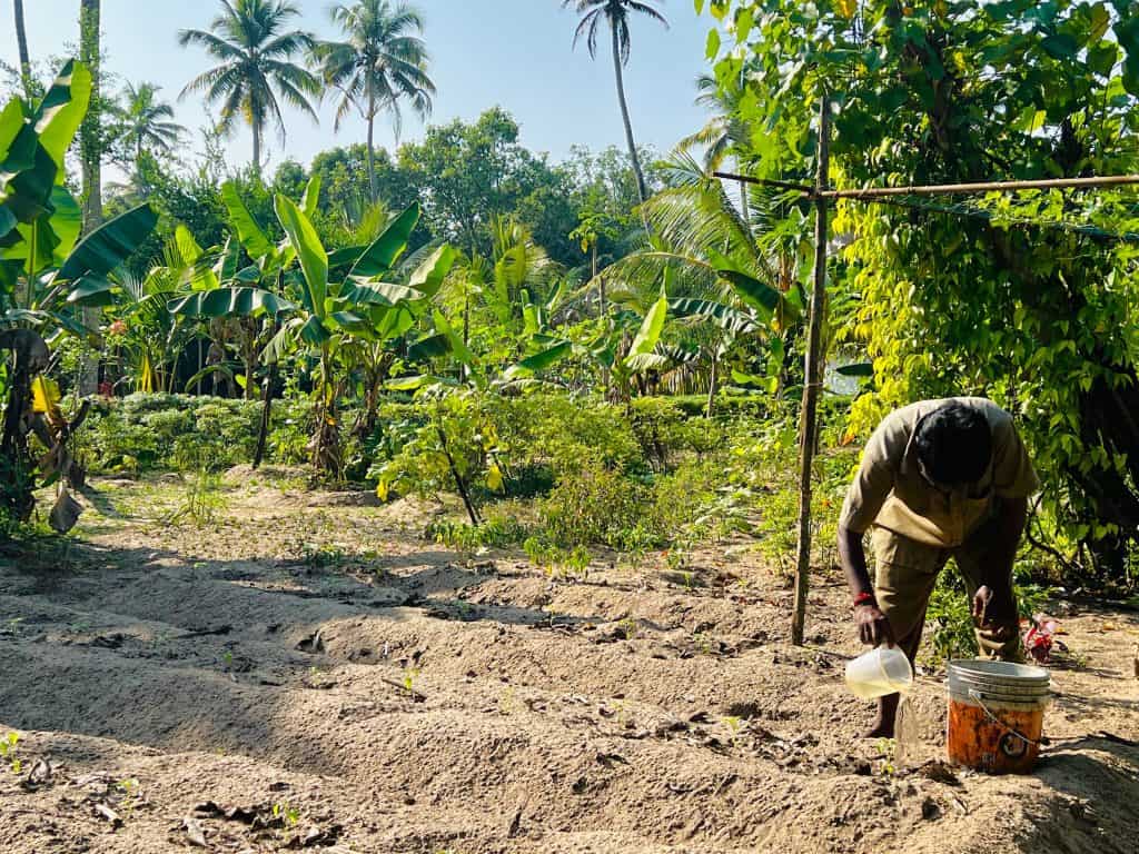 Gardener at at Abad Turtle Beach, Marari in the vegetable garden