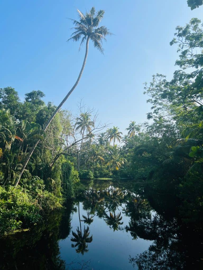 Palm trees and stream at Abad Turtle Beach Resort at Marari Beach