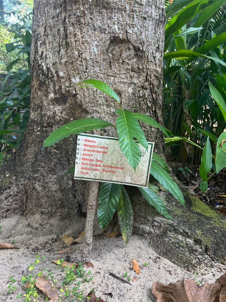 Eco-friendly Hotels in Kerala: Mango tree sign at AbadTurtle Beach Resort, Marari