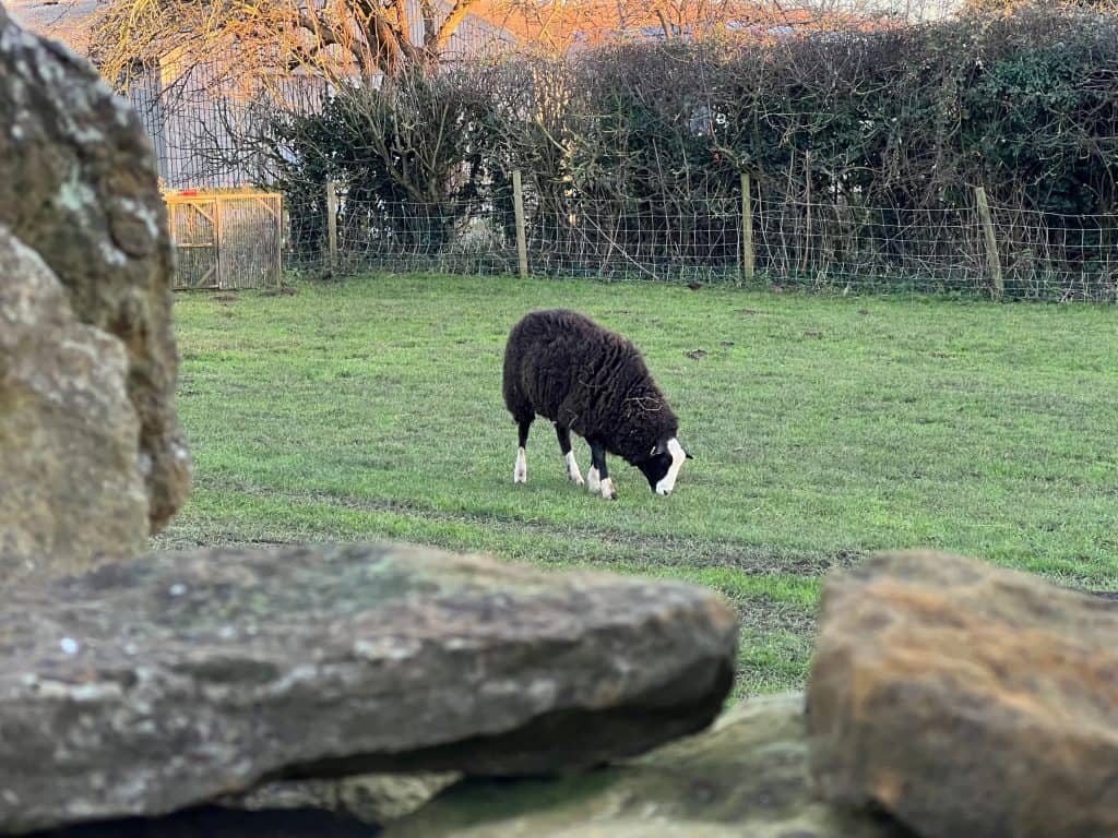 Beautiful Indian Food: The Marquess of Exeter: Black Sheep