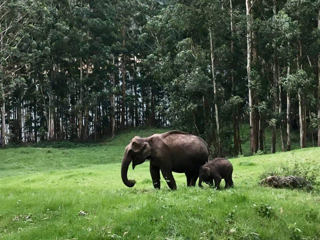 Mother and baby elephant in the Eravikulum National Park hills. There are tall palm trees in the backgrouned and grassland all around the elephants.