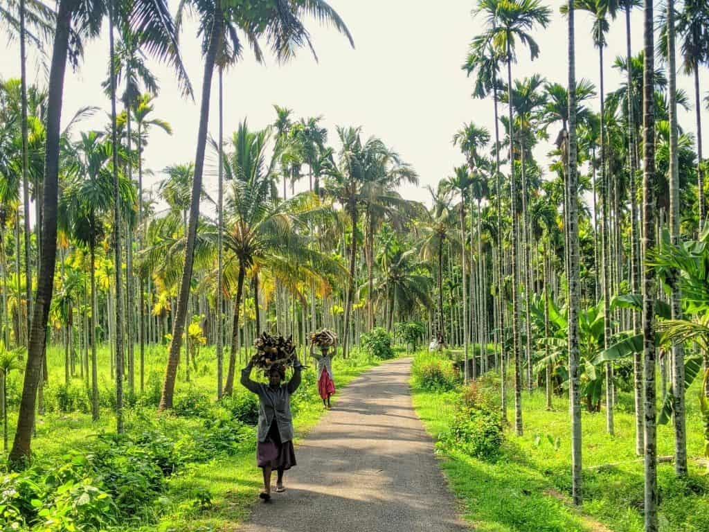 Ladies carrying baskets on head on farmlands around backwaters