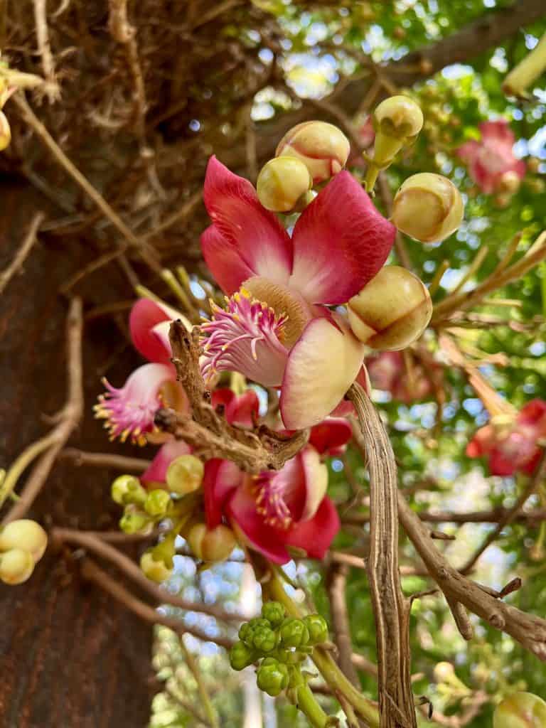 A cannon ball flower on a tree in Vasco de Gama square. It has red and petals and large cream coloured buds