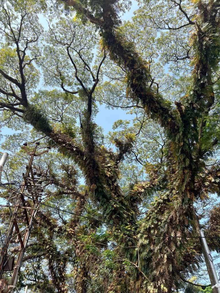 48 hours in Fort Kochi. A rain tree in Vasco de Gama Sqaure.
