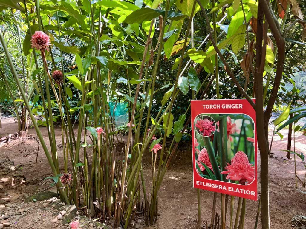 Indian Spices & Herbal Garden. The Torch ginger pink flowers with. aboard reading' Torch Ginger'