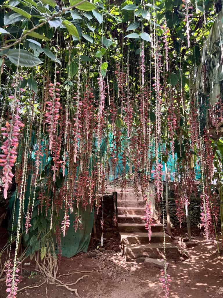 Things to do in Munnar Indian Spices & Herbal Garden hanging pink flowers in the garden area