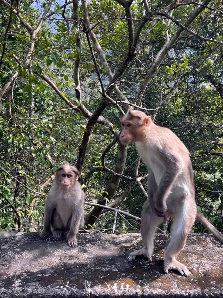 2 grey coloured Monkeys on the roadside at Eravikulam national park. they are on the prowl fpr food and are sitting on a stone wall in the national parks jungle.