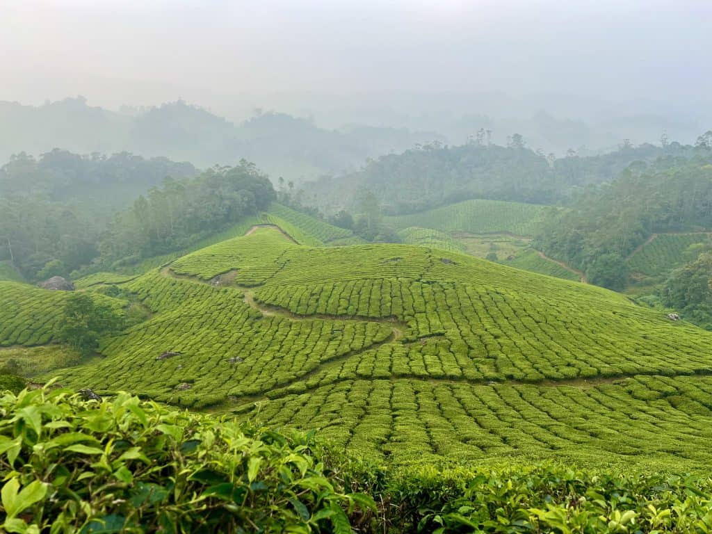 Munnar hills of misty tea plantations adn lush green tea leaves below.