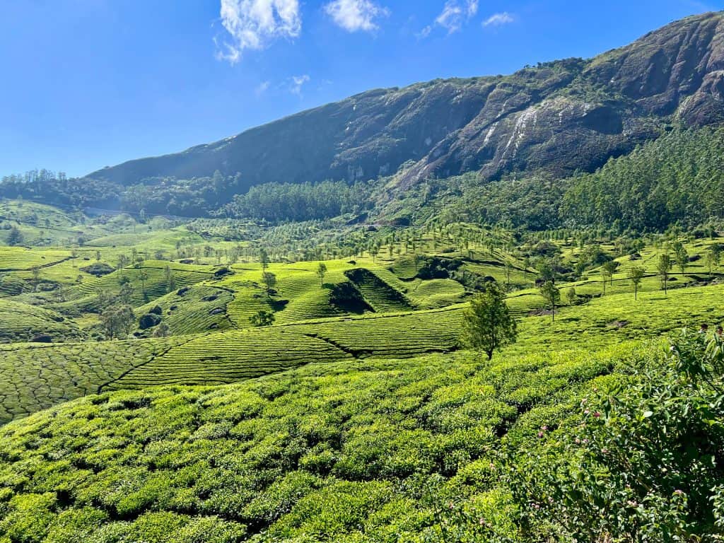 Tea gardens in Munnar with fields of lush green tea leaves in rows with mountains in the background and bright blue skies