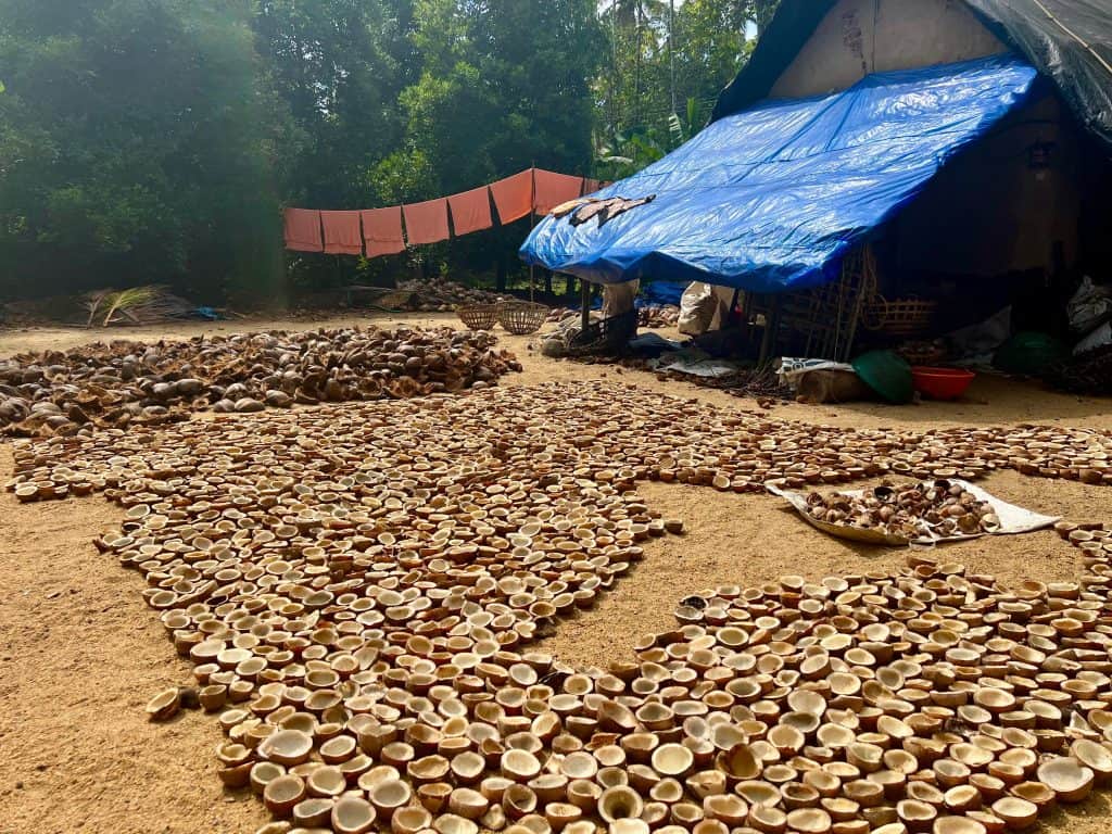Coir making business at Back 2 Village showing Kerala one of India's most sustainable states. A small hit with lots of coconuts laid out to dry on the floor ready to be made into coir