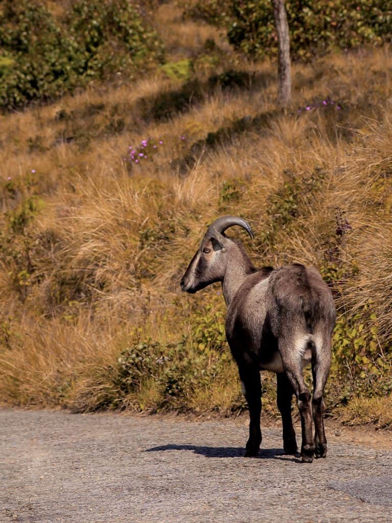 The Nilgori tahr in Munnar national park walking along the road.