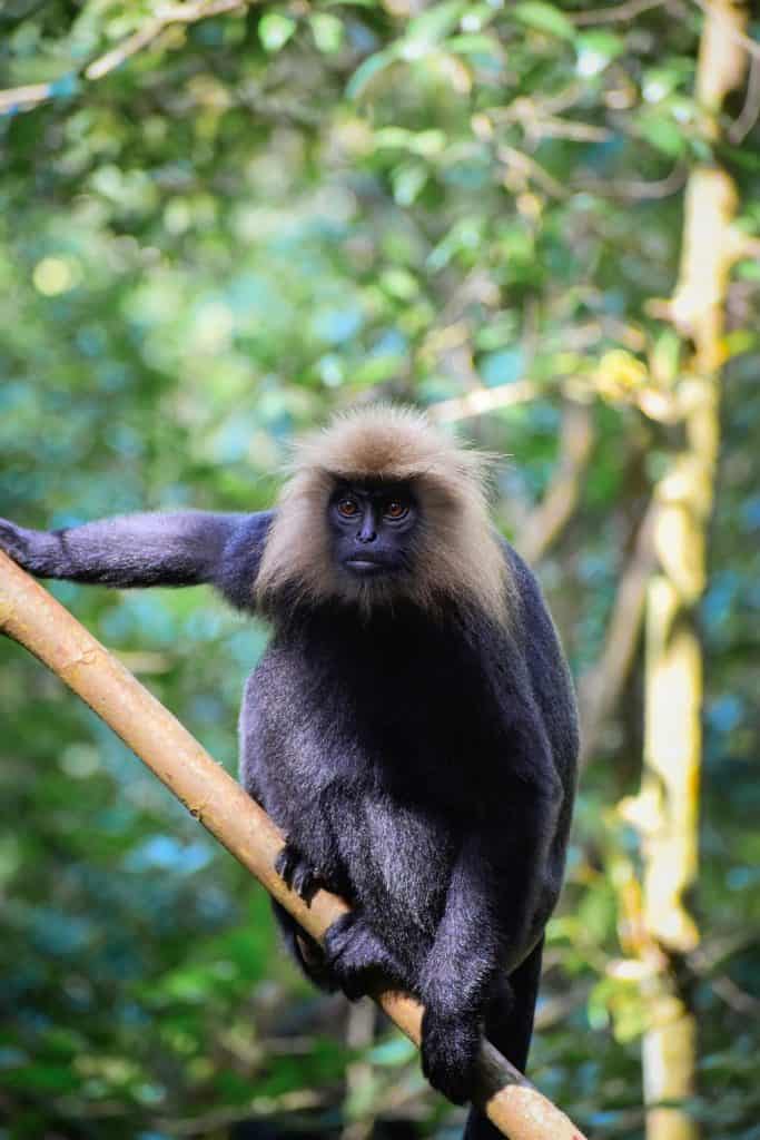 The Nilgiri Langur black monkey with yellow coloured mane in Eravikulam National park