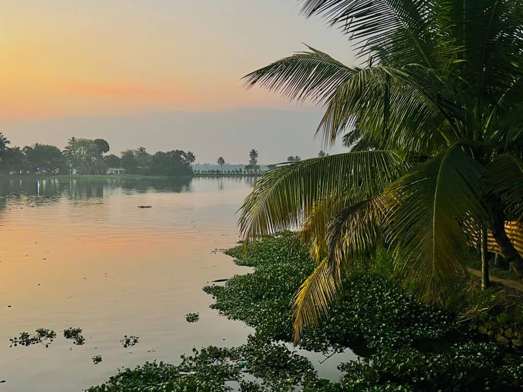 Evening in the backwaters with a light orange and pink sky. A palm tree is framing the photo with the glistening waters in the background