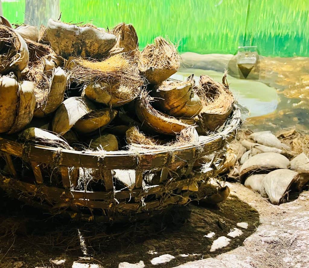 A basket full of brown coconut shells ready to be made into coir.
