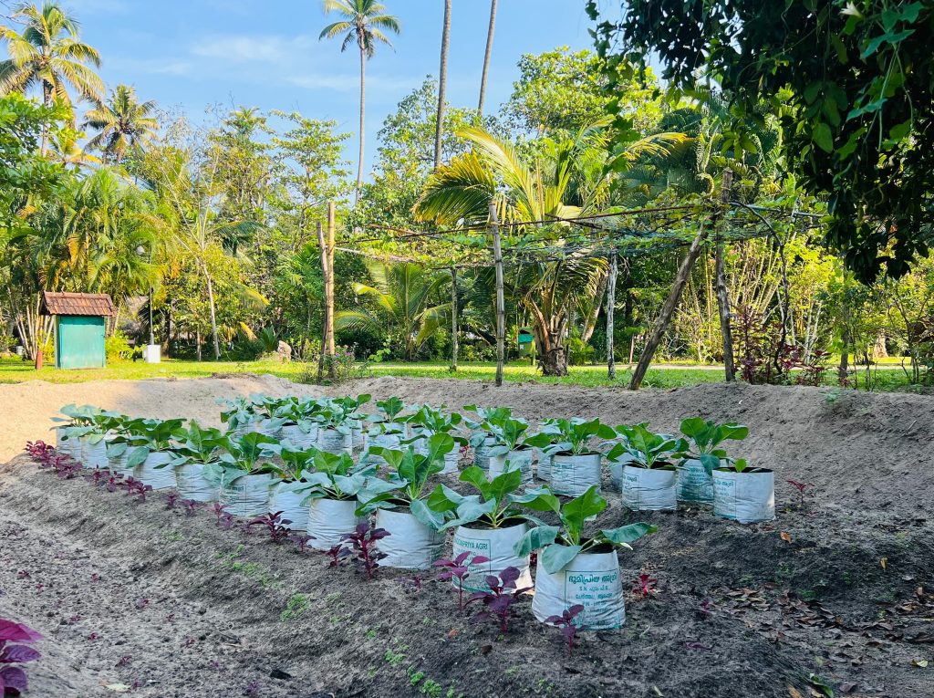 Plants in the vegetable garden at Abad Turtle Beach, Marari Beach