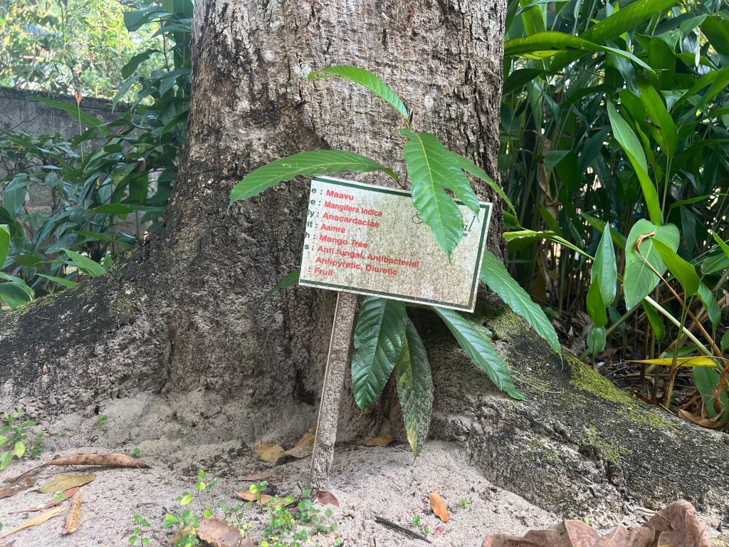 Marari Beach Travel Guide: Ayurvedic plants at Abad Turtle Beach. A mango tree with a plaque saying it helps with anti-fungal ailments.
