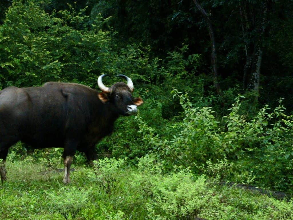 Things to to in Thekkady: A brown water buffalo with horns amongst foliage at Periyar National Park