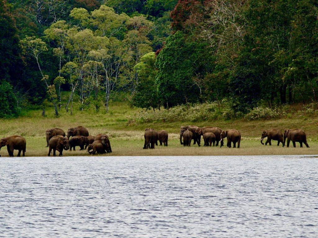 Elephants in the distance at Periyar National Park. taken from the boat on teh lake. There are trees and foliage in the background. Location is in Thekkady, Kerala