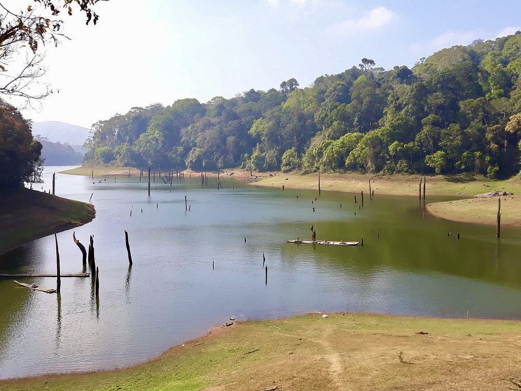 Things to do in Thekkady, Periyar National park, Kerala. A view of Lake Periyar surrounded by trees and lush green foliage.