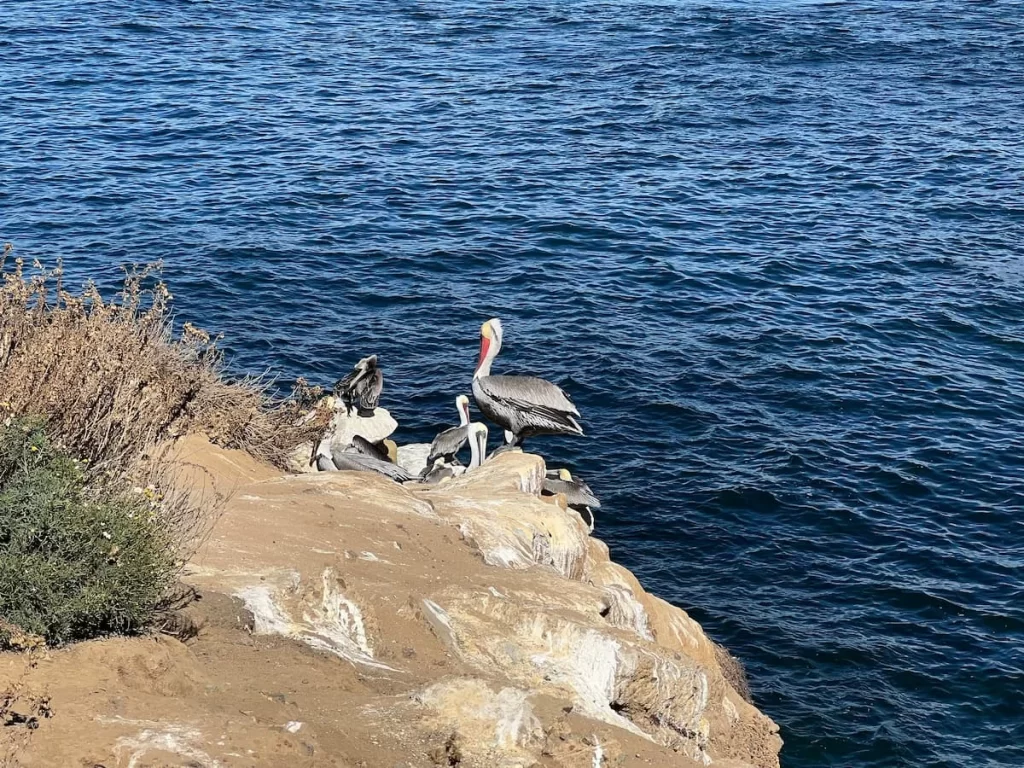 Pelican pod at La Jolla Cove