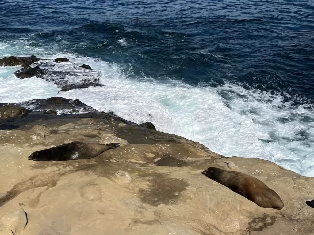 Seal colony at La Jolla Cove sitting on the rocks
