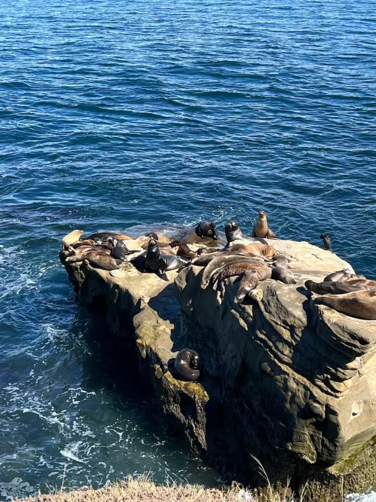 Seal colony at La Jolla Cove sitting on the rocks in the sun