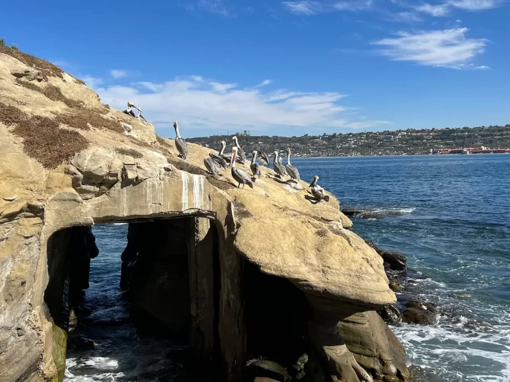 Pod of Pelicans on the rocks around LA Jolla cove