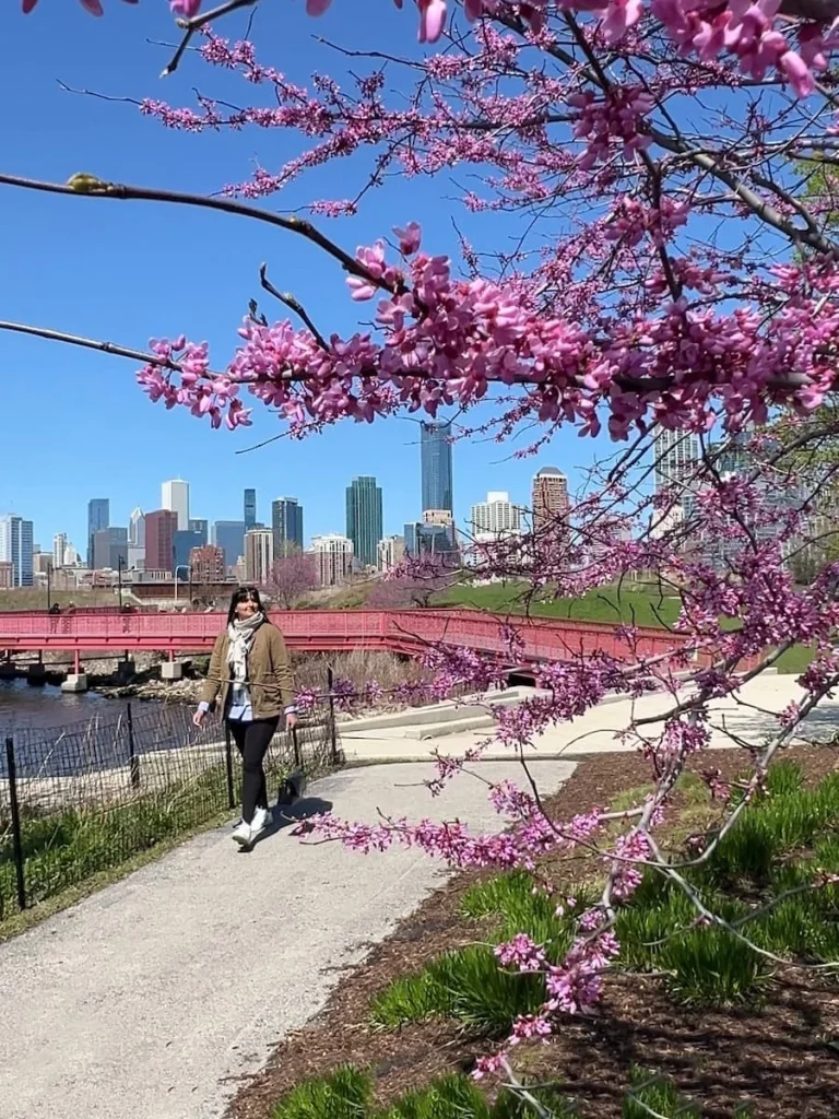 Bejal walking down a path framed by pink cherry blossom with the skyscraper view of Chicago at the Ping Tom Memorial Park. bejal is wearing a khaki coat and black leggings. Sustainable guide to Chicago