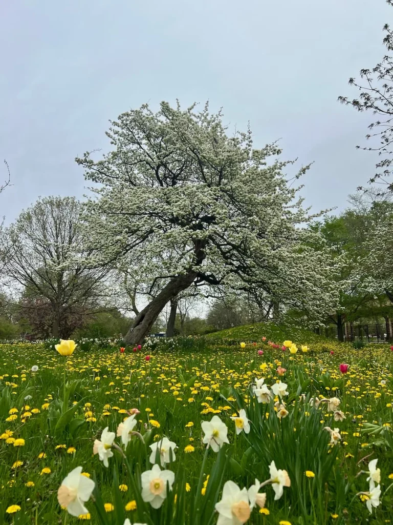 White Blossom trees in the outdoor gardens of the Garfield Park Conservatory, Chicago. Buttercups are dandelions in the lawn. One of the non touristy things to do in Chicago