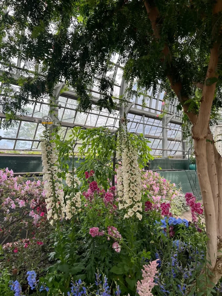Pink and white Foxglove flowers in the English Garden spaces at Garfiedl PAak Conservatory, Chicago