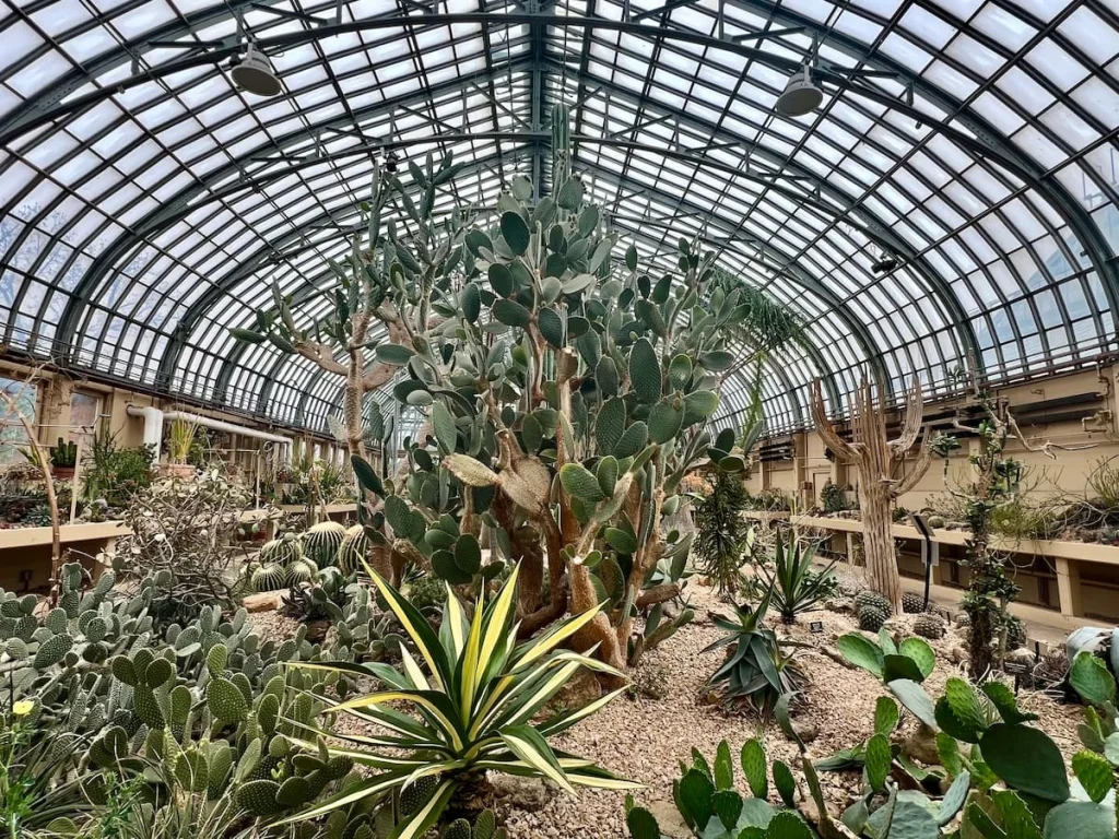 Panoramic shot of the Cacti at Garfield Park Conservatory, Chicago